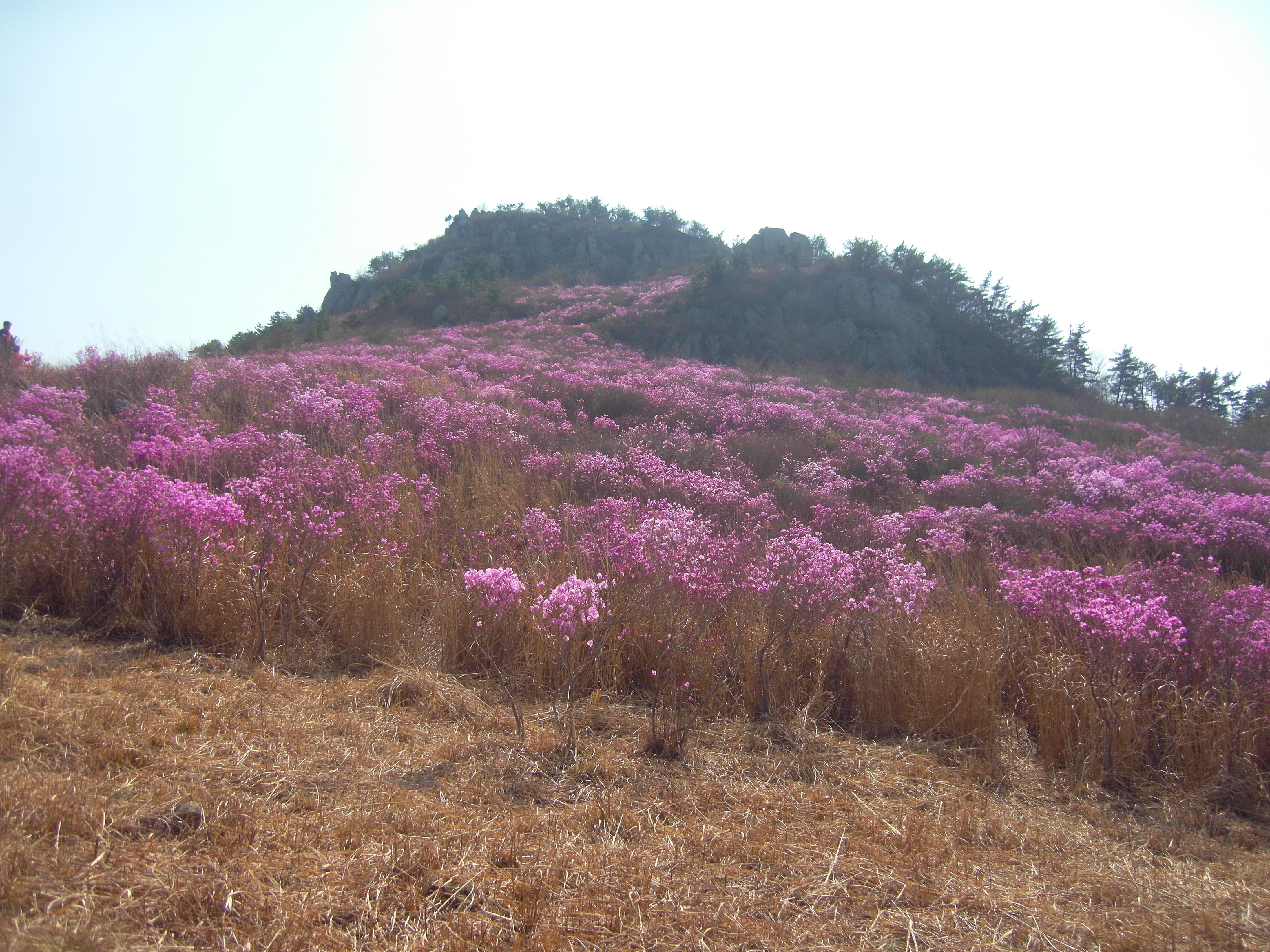 2014년 대금산진달래꽃