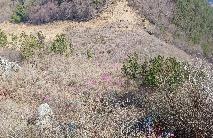 2024.03.27. 대금산 진달래 개화 상황