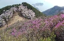 2024.04.05. 대금산 진달래 개화 상황