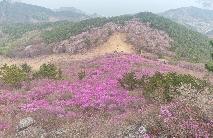 2026.4.1. 대금산 진달래 개화 상황