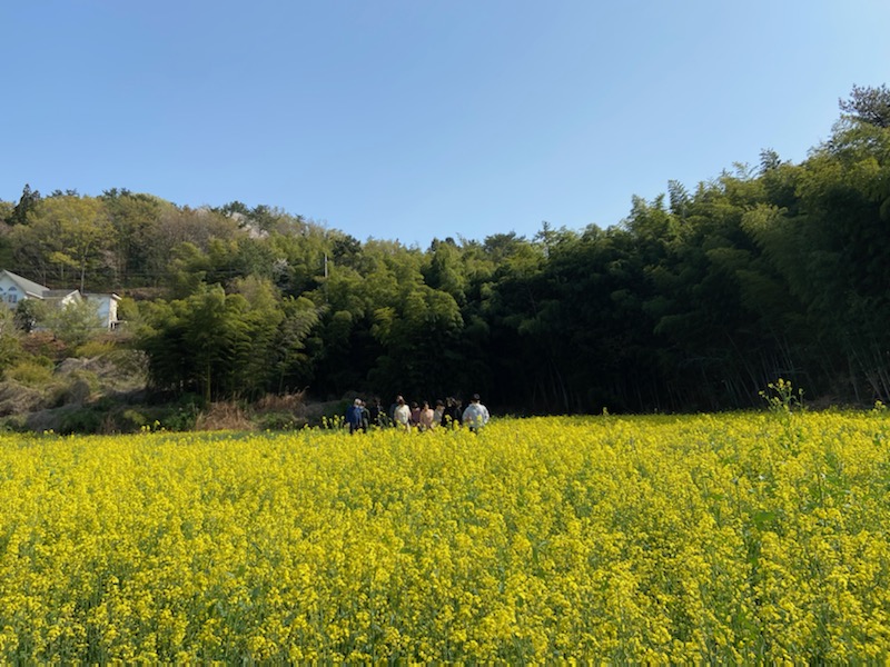 SNS 핫플! 하청 석포 유채꽃밭