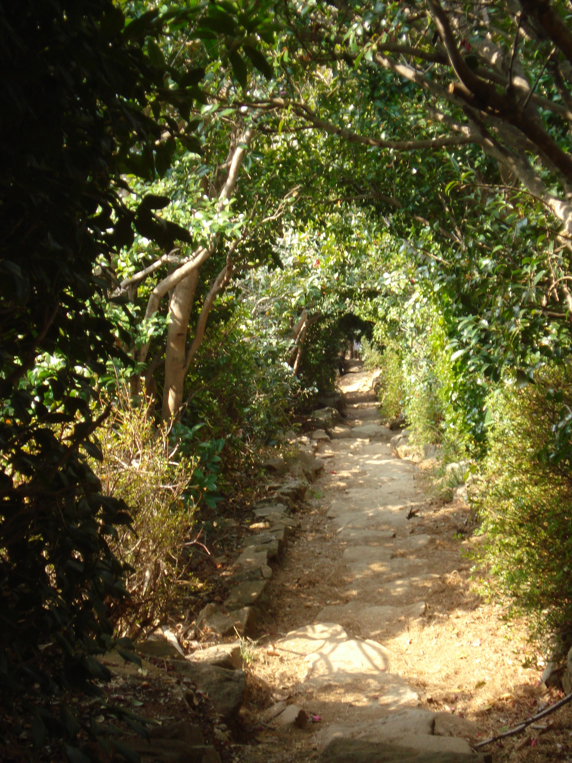 공곶이 동백터널 이미지