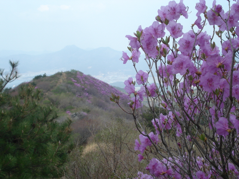 계룡산 진달래 이미지