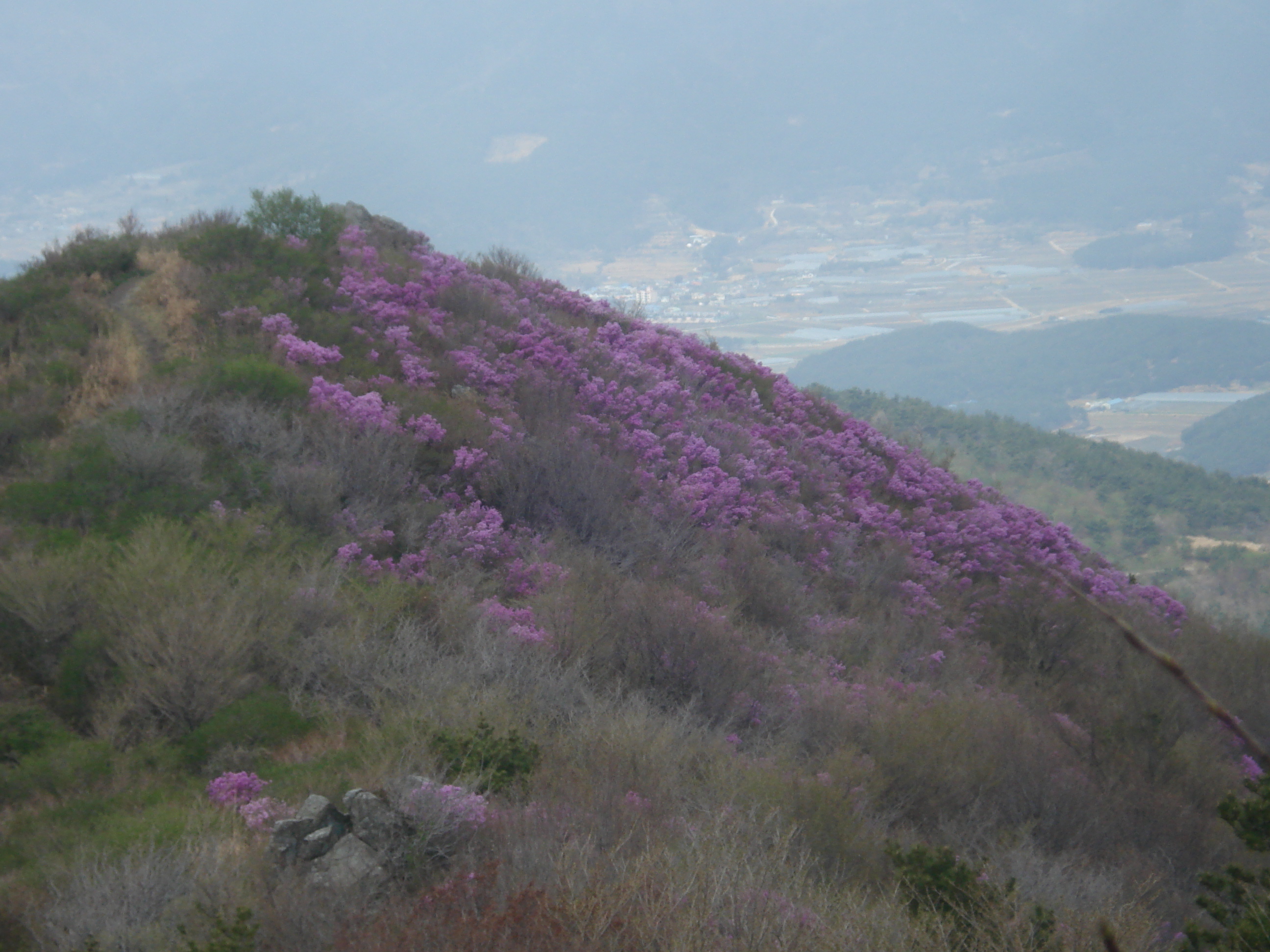 계룡산 진달래 이미지
