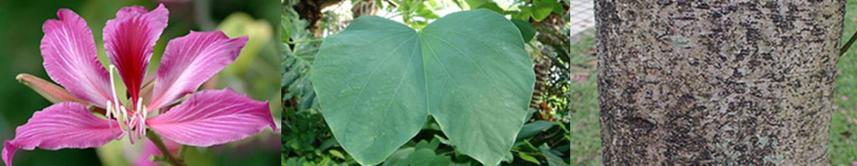 navi2