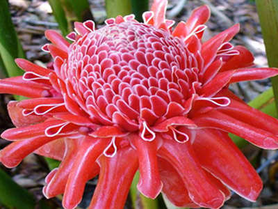 Etlingera_t