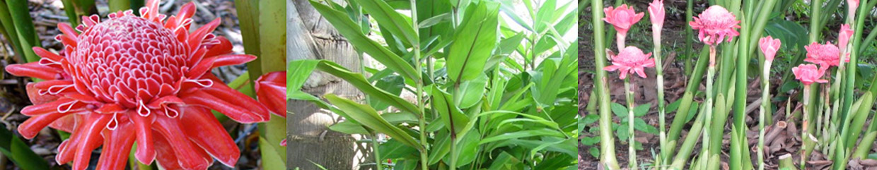 Etlingera