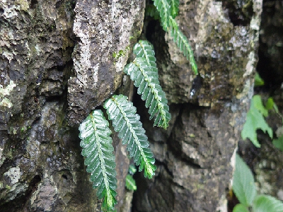 엘라스테마 살비니오이드
