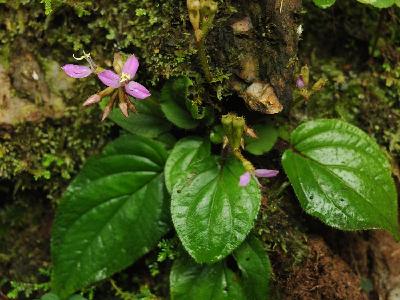 소네릴라 칸토넨시스의 썸네일 이미지