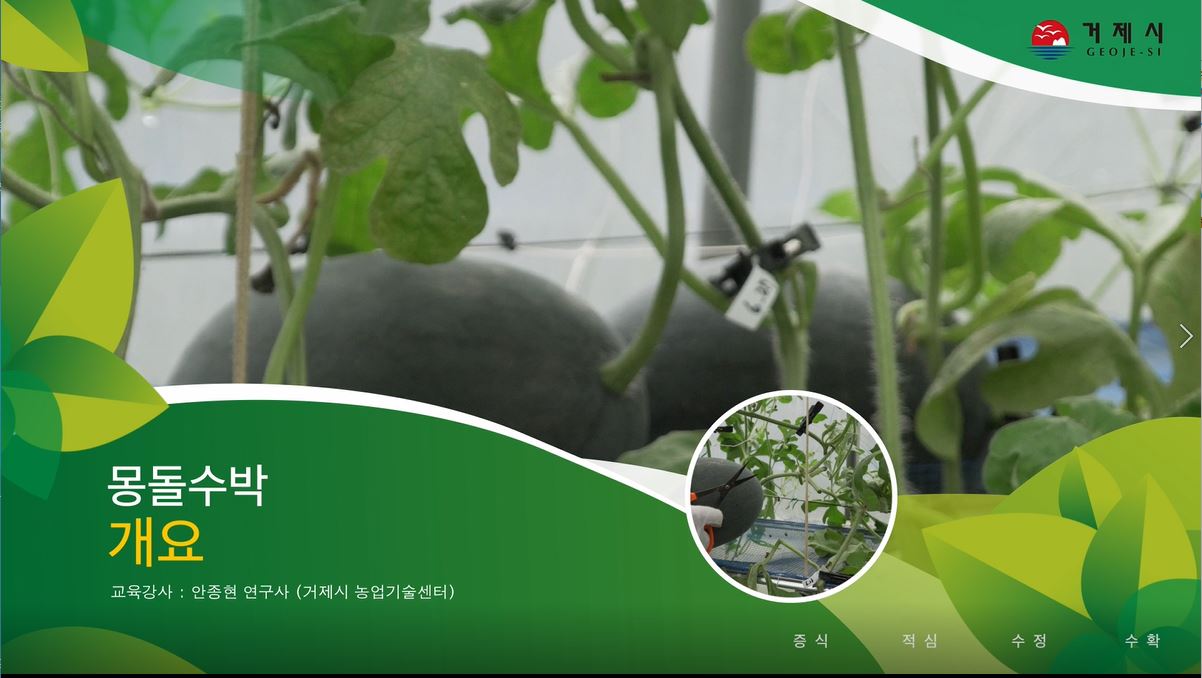 소과종수박(몽돌수박) 재배기술(개요) 이미지