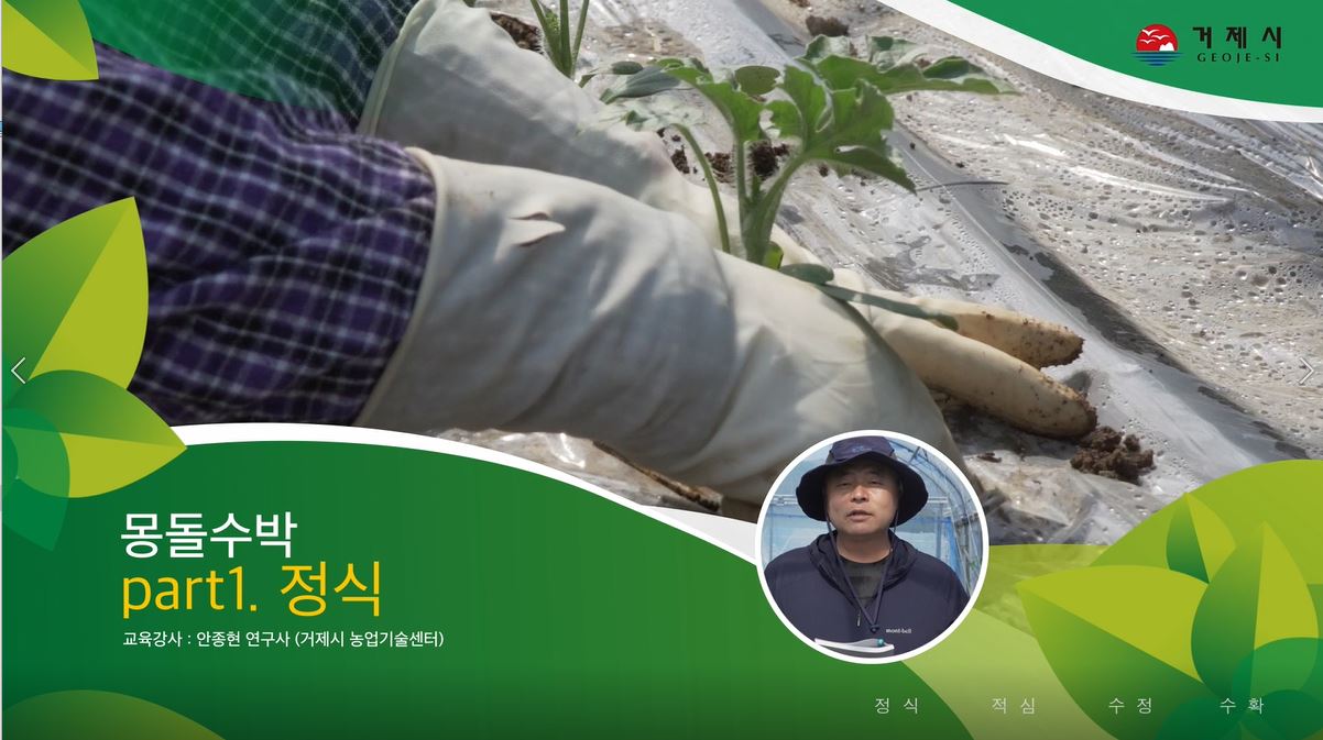 소과종수박(몽돌수박) 재배기술(정식)