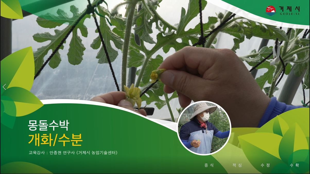 소과종수박(몽돌수박) 재배기술(개화 수분) 이미지