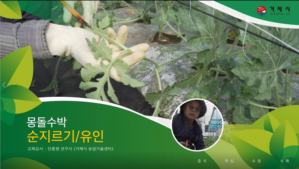 소과종수박(몽돌수박) 재배기술(순지르기 유인) 이미지