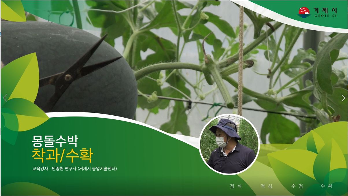소과종수박(몽돌수박) 재배기술(착과 수확)