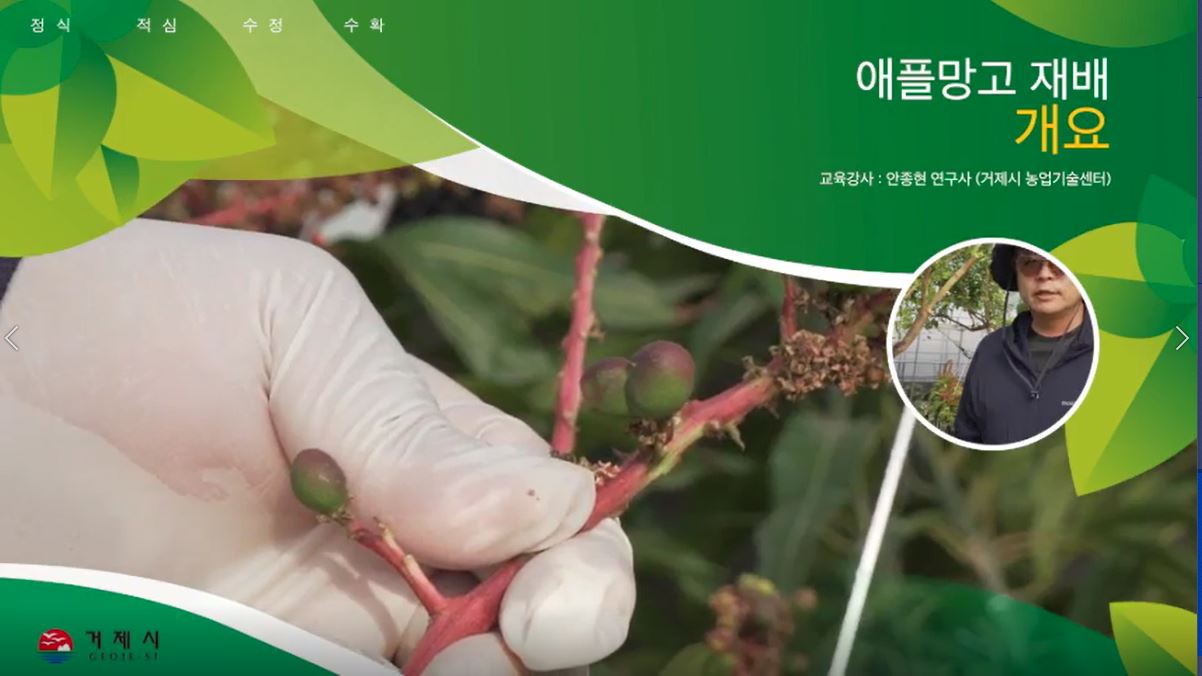 애플망고 재배기술(개요)