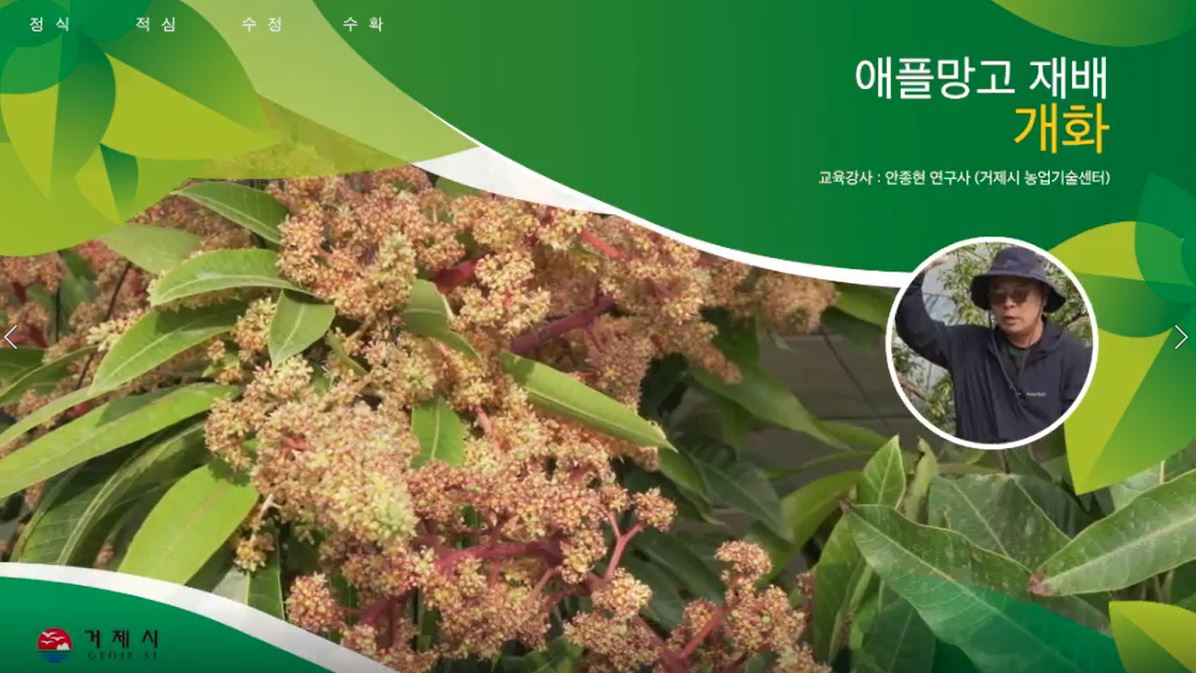 애플망고 재배기술(개화)