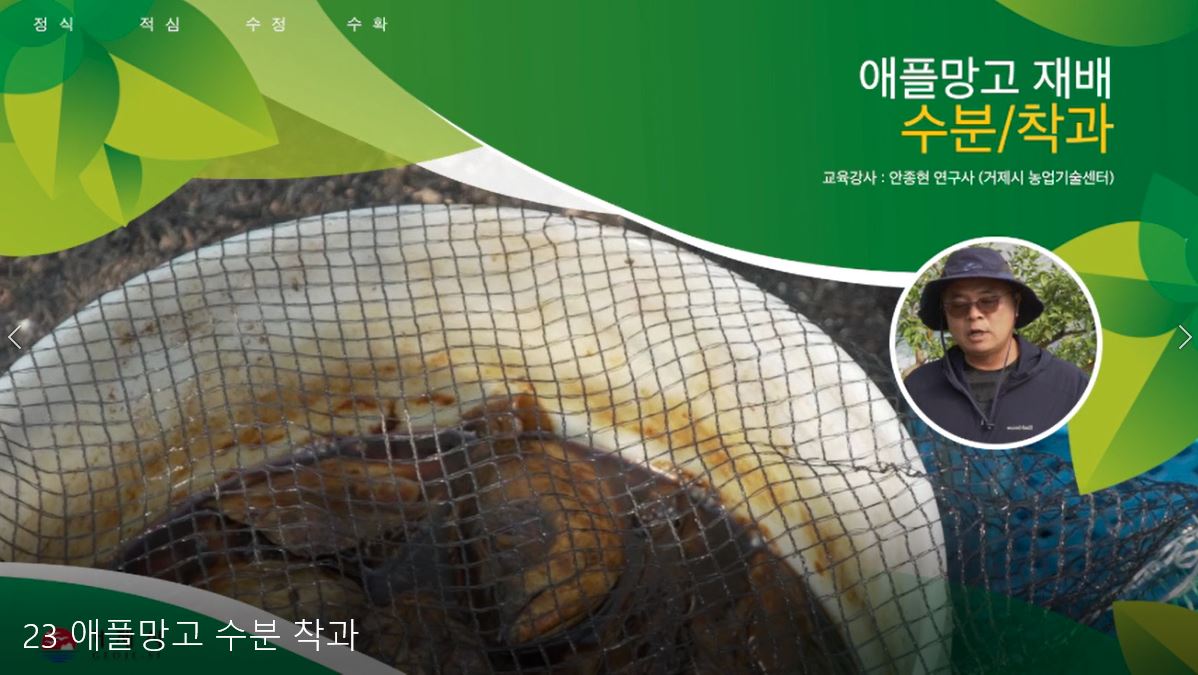 애플망고 재배기술(수분과 착과)