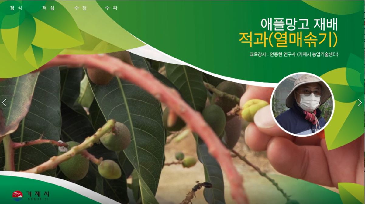 애플망고 재배기술(적과)