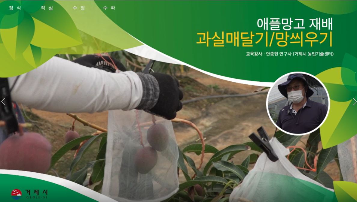 애플망고 재배기술(매달기, 망씌우기)