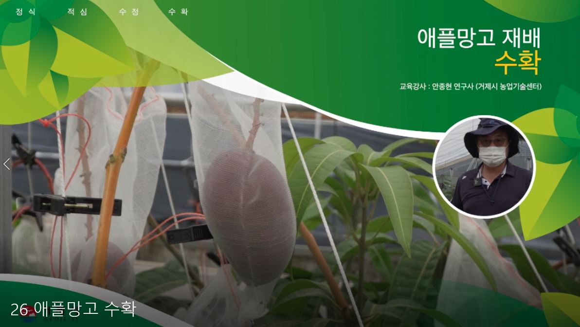 애플망고 재배기술(수확)