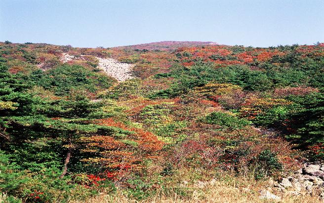 거제단풍 이미지