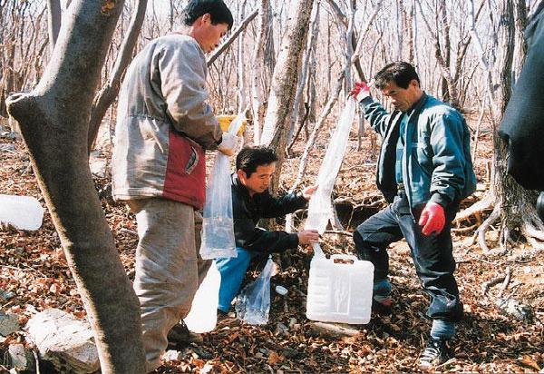 고로쇠약수축제 이미지