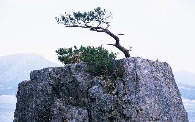 해금강 천년송 이미지