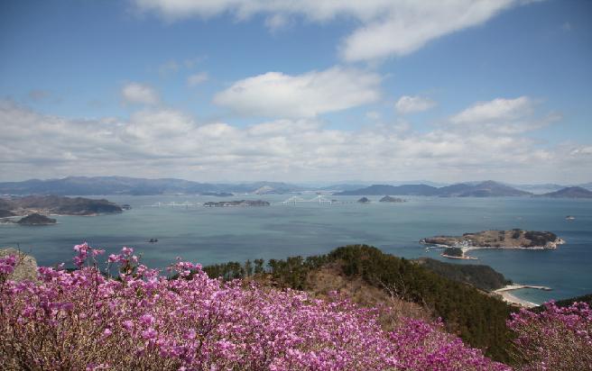 2013 대금산 진달래 이미지