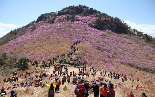 2013 대금산 진달래 이미지