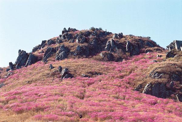 대금산진달래 이미지