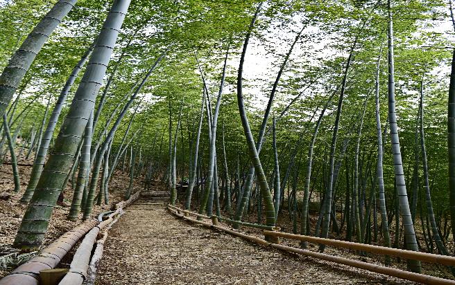 맹종죽 테마파크(4) 이미지