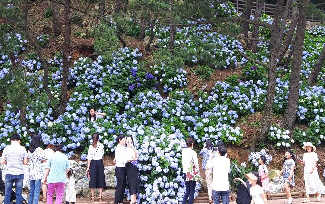 2018 남부면 수국 축제 (3) 이미지