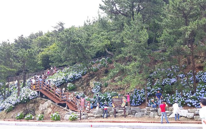 2018 남부면 수국 축제 (4) 이미지