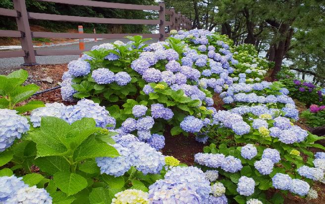 2018 남부면 수국 축제 (9) 이미지