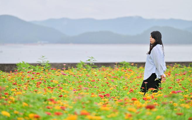 둔덕백일홍 (1) 이미지