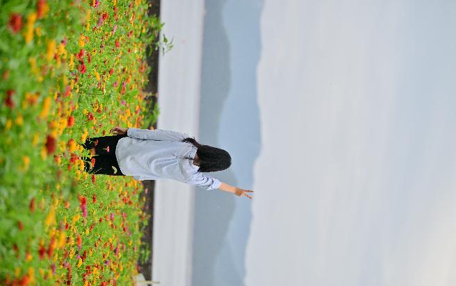 둔덕백일홍 (2) 이미지