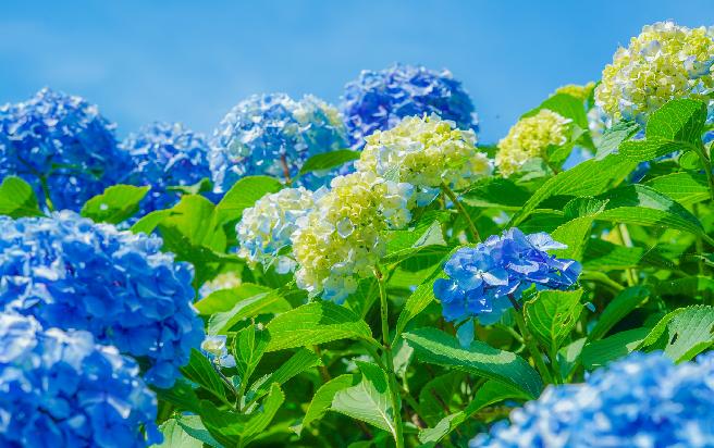 남부면 수국 축제 이미지
